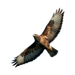 red tailed hawk eagle a large bird of prey flying through transparent png background