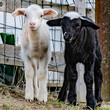 Zwei niedliche Schafe auf Weide