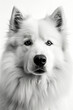 © ADDICTIVE STOCK - Black and white portrait of Samoyed dog. Generative AI