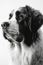 Black And White Portrait Of Saint Bernard Dog. Generative AI