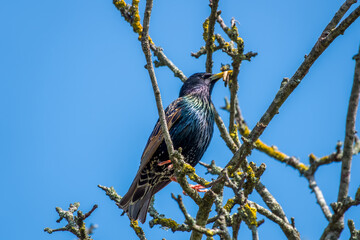 Sticker - the common starling or European starling Stumus vulgaris holding a worm in beak with blue sky in the background