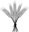vector icon of wheat ears sheaf