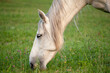 Klacz konia kabardyńskiego pasąca się na łące portret