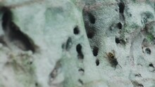 Macro Following Shot Of A Wasp Searching For Wild Bees In A Rock Caves, Grey Sandstone