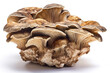 Turkey Tail Oyster Mushroom Pleurotus Citrinopileatus On White Background. Generative AI