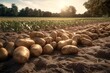 a mountain of potatoes placed on top of a sandy field. Generative AI