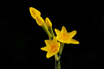 Wall Mural - Daffodil flowers and buds