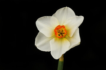 Wall Mural - Narcissus poeticus against black