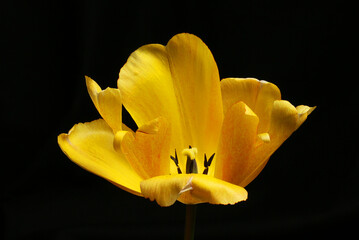 Wall Mural - Tulip against black
