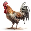 Rooster isolated on white background (Generative AI)
