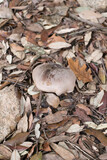 Fototapeta Tęcza - Picture of a mushroom in the wood