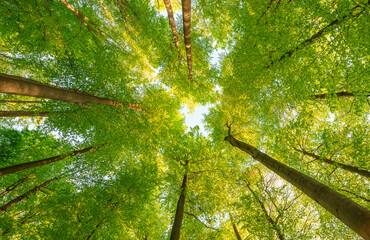 Springtime forest with setting sun shining through leaves and branches. Nature, forestry, habitat, environment and sustainability concepts