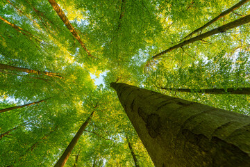 Wall Mural - springtime forest with setting sun shining through leaves and branches. nature, forestry, habitat, e