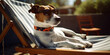 jack russell terrier dog with sunglasses sunbathing on sun lounger, summer and vacation concepts (generative AI)