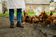 © Dmytro - a cropped view on a person standing near the chickens eating the grain