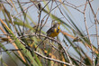 An eastern meadowlark perched on a branch
