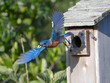 © Chase D’Animulls - Female eastern bluebird - Sialia sialis - dangling Little Brown ground Skink - Scincella lateralis in front of nest box opening to encourage fledglings to come out