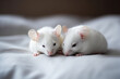 a pair of cute white mice sleeping on the bed
