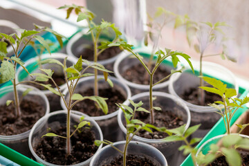 Close-up of seedlings of green small thin leaves of a tomato plant in a container growing indoors in the soil in spring. Seedlings on the windowsill