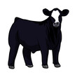 beefmaster heifer cattle livestock show-1