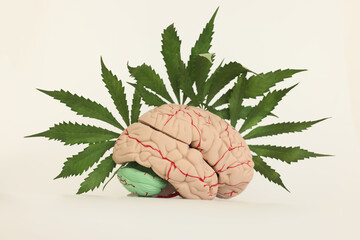 Detailed human brain model and fresh leaves of cannabis