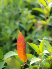 Wall Mural - The Red Christina Leaf