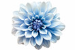 Blue Dahlia flower, tuberous garden plant isolated on white background with clipping path. generative AI