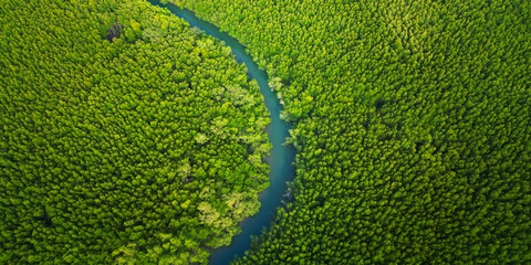 Wall Mural - Aerial view of mangrove in Ao thalane-Thailand