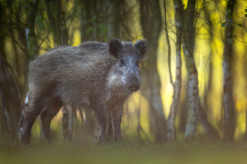 Wall Mural - wild boar ( sus scrofa ) close up