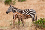 Fototapeta Sawanna - Zebras in the wild- Zebra foal nursing, Serengeti National Park, Tanzania