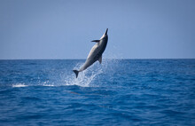 Spinner Dolphin Jumping Completely Out Of Ocean, Kona, Hawaii