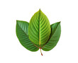 kratom mitragyna speciosa green leaf isolated on transparent background. PNG 