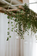 Indoor hanging green vines from wooden structure