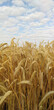 Close-up of ears of wheat in a field on a summer day. Harvest period.