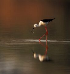 Black-winged stilt foraging in the water shot in India