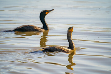 Wall Mural - Two double-crested cormorants (Phalacrocorax Auritus)  swim in the lake.	