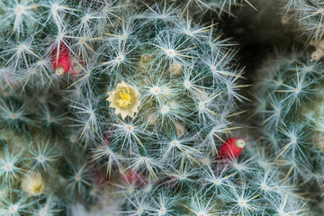 Wall Mural - Blooming cactus closeup