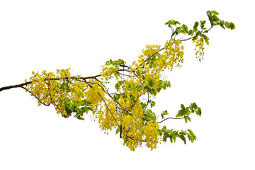 Wall Mural - green tree branch isolated on white background.