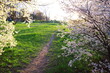 Wiosenne tło z kwitnącymi gałęziami drzew i parkową ścieżką na tle zachodzącego słońca