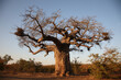 Leinwandbild Motiv Affenbrotbaum / Baobab / Adansonia digitata