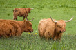 close up portrait of hight cows a Scottish rustic breed of cattle