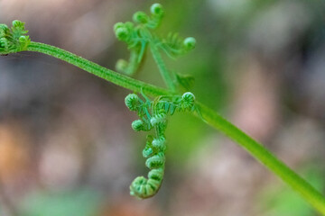 Poster - close up of fern leaf