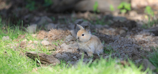 little funny bunny in the field