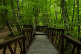 Fototapeta Na ścianę - Forest stairs walk. A green dense summer forest without people. A journey to an unknown place. The concept of adventure, exploration. Wooden staircase for nature walks. A fabulous place. summer time