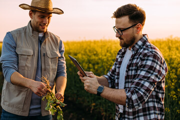 Two farmers examining root of the oilseed rape with tablet by taking photo