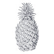 Hand drawn pineapple sketch realistic hand drawn black and white vector