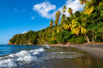 Wall Mural - “Anse Couleuvre“ is a secluded tropical beach with rain forest and tall palm trees in Le Prêcheur on Martinique island, Caribbean Sea (France). Idyllic holiday paradise with black volcanic lava sand.