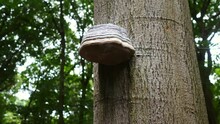 Wood Decay Fungi, Tree Ears, Bi Fungus On Trunk Of Tree