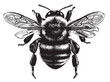 Bumblebee side view hand drawn sketch insects illustration