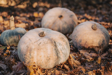 Wall Mural - Toned photo of pumpkins on yellow autumn foliage in forest. Beautiful composition of ripe pumpkins during fall harvest